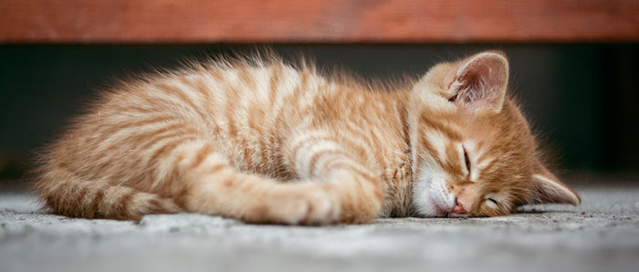 Süße schlafende Katze